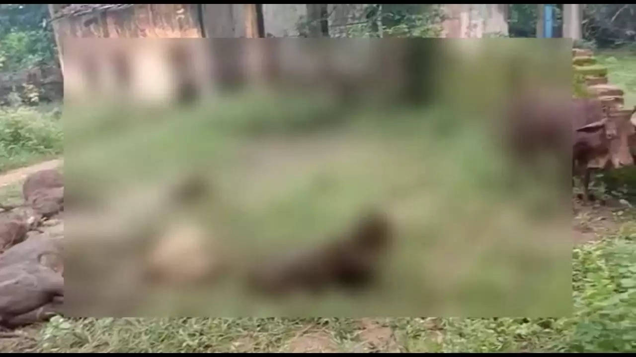 बिलासपुर के तखतपुर ब्लाक में एक साथ 50 से 60 गायों की मृत्यु