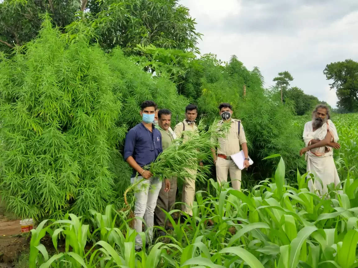 बैतूल जिले के शाहपुर ग्राम में किसान के खेत से मिला लगभग एक लाख का गांजा