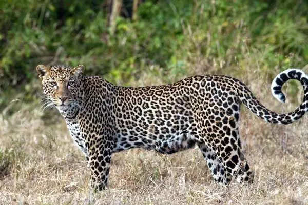  leopard 